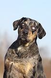 CATAHOULA 026